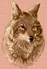 Coyote